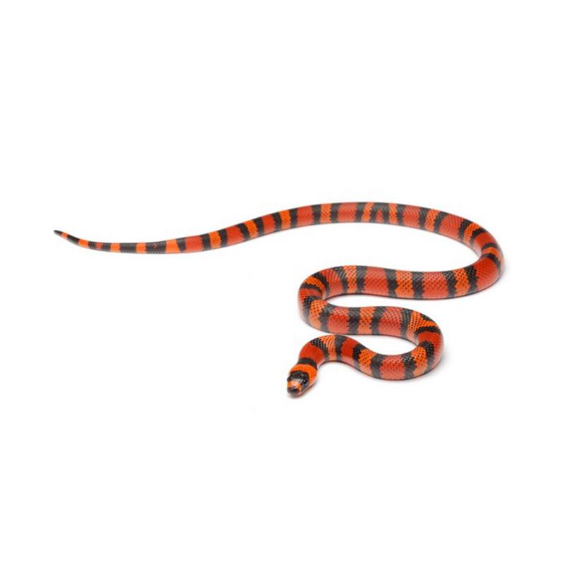 Lampropeltis triangulum hondurensis tangerin - imagine 4